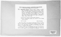 Phomopsis clypeata image